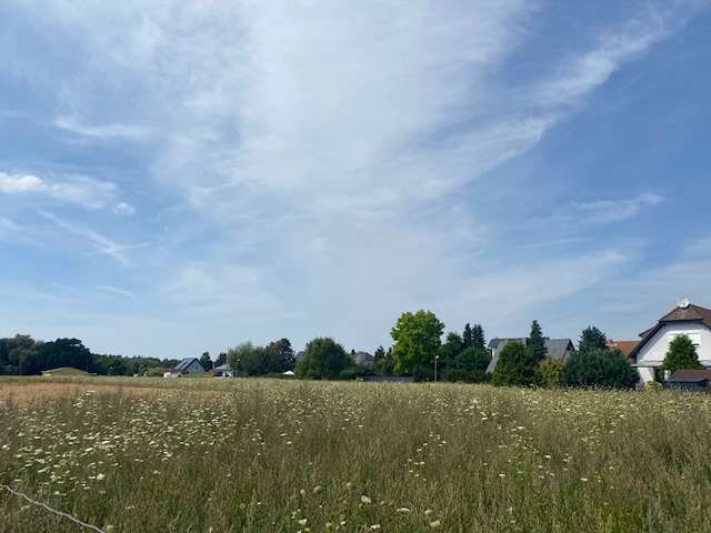 Feldblick